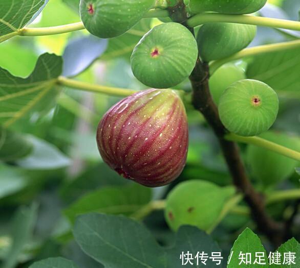 无花果妙用|无花果为什么在中医认为可以进行治疗疾病 无花果妙用？