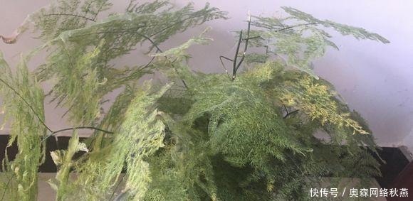 春剪|文竹快速“长爆盆”有秘诀，关键要“春剪”，蹭蹭冒出“小笋芽”