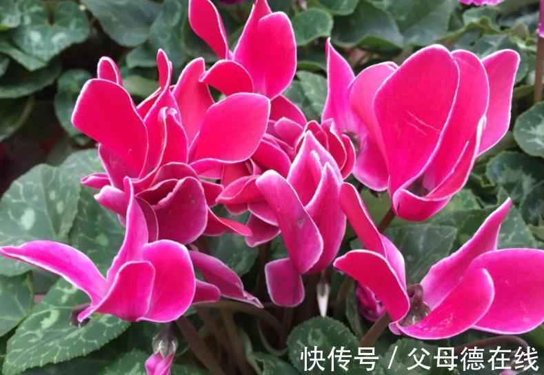 适合冬天的8种花,养护简单又省心,香味浓郁花还美,值得拥有