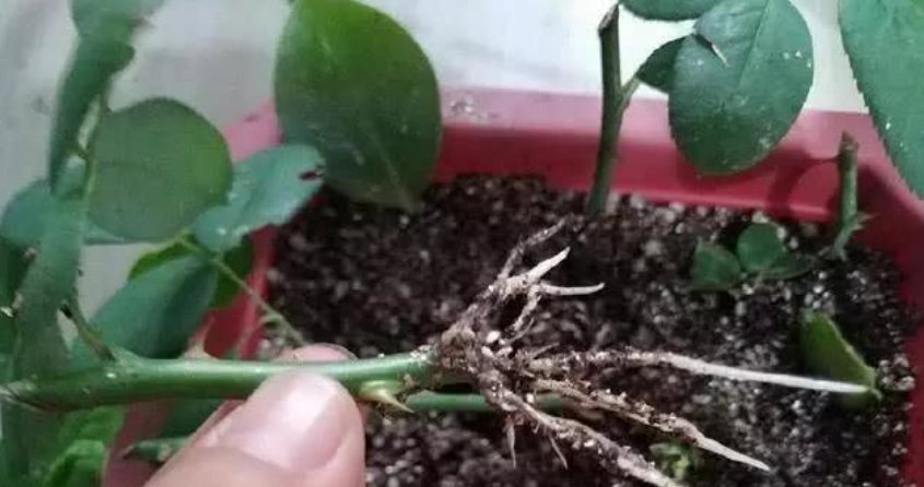 喜欢养花,就选这5种,“扔土里”就活,2月爆满盆,花开满阳台