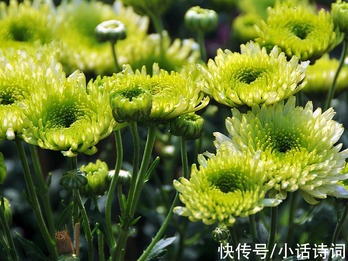 汴梁#宋词里的重阳节：读晏殊这首《诉衷情》，品味宋代的重阳节习俗