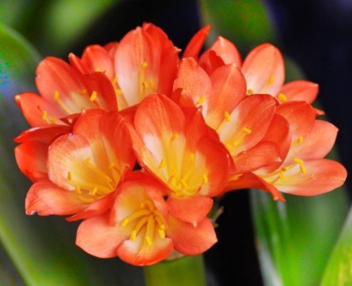 养君子兰的小妙招，年年开花爆盆，叶子整齐不倾斜，全年开花不断