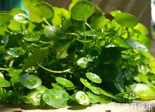 这些花草放在盆里不用管,也一样能爆盆,超级好养活,懒人的福音