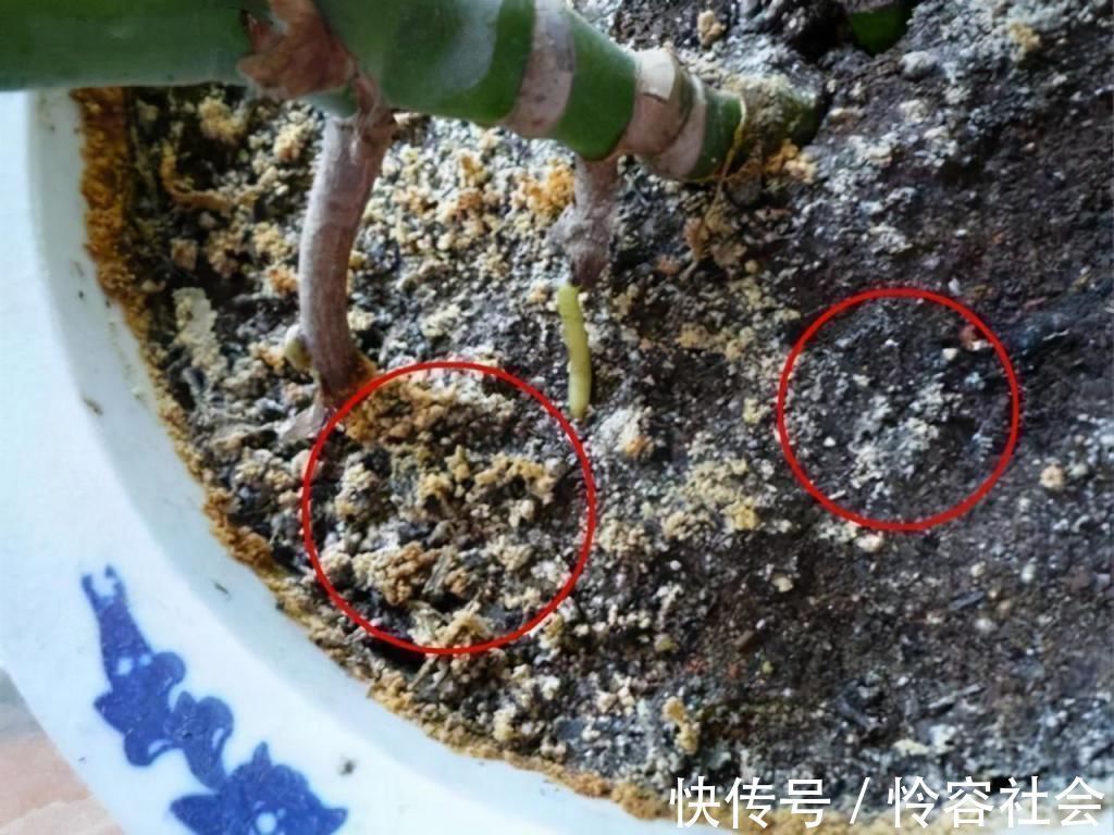 养花有这“3个坏习惯”，花盆里面会起“碱”，用4个方法解决