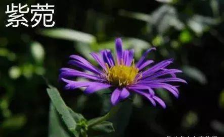 水饮|医圣张仲景：一张非常奇妙的方子，胸不闷了，气不短了，呼吸顺畅