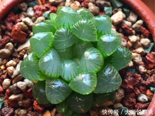 观音莲|3种最精美绿色多肉,要求低好养护,比工艺品还漂亮,最适合新手