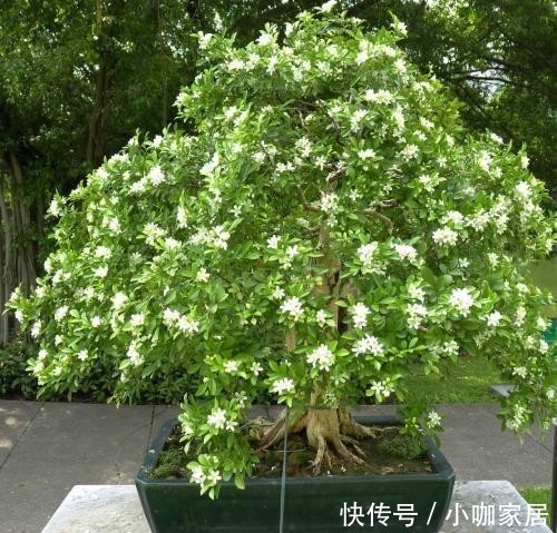 狠招|给九里香用“狠招”,冬天在北方室内也能开花