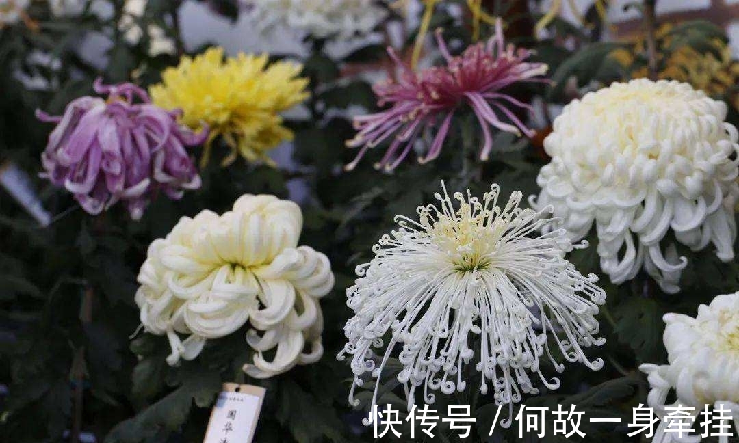 6种漂亮花“不吉利”，讲究人一般不养，但是太漂亮，看着就喜欢