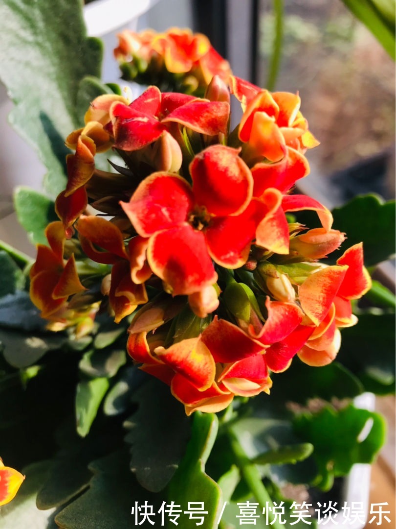 花花|长寿花现在还不冒花苞,赶紧用个“狠招”,很快就开花爆盆