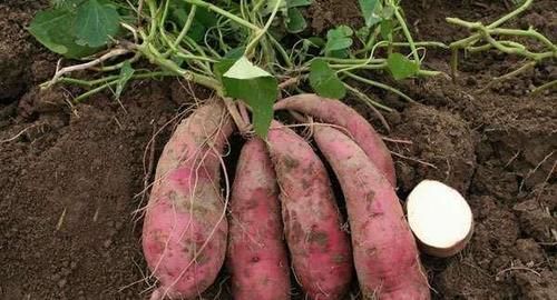 对身体极好的食物，推荐多吃一些，美容营养、抵抗衰老，补中益气