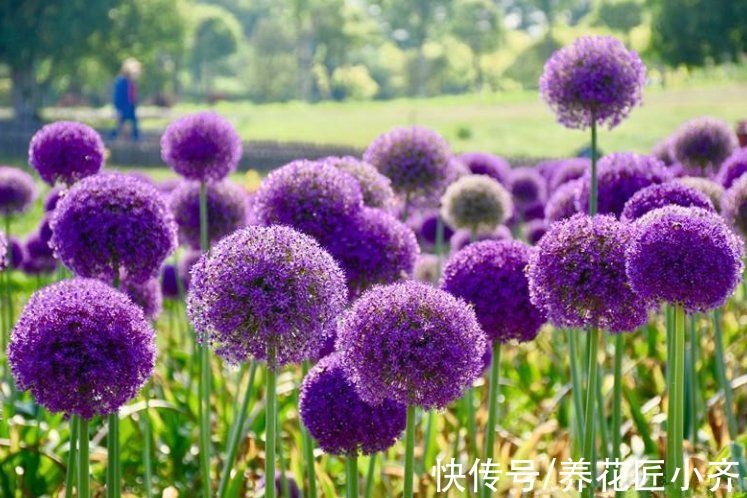 5种“球根花”,开花漂亮可盆栽,有花园必须种,能耐零下低温