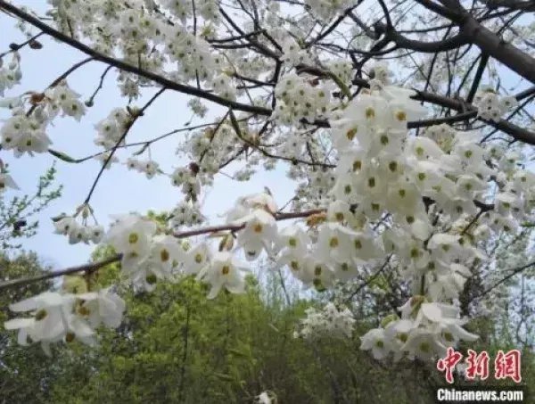 珍稀|三峡植物园推进植物野外回归 助珍稀物种摆脱灭绝危机