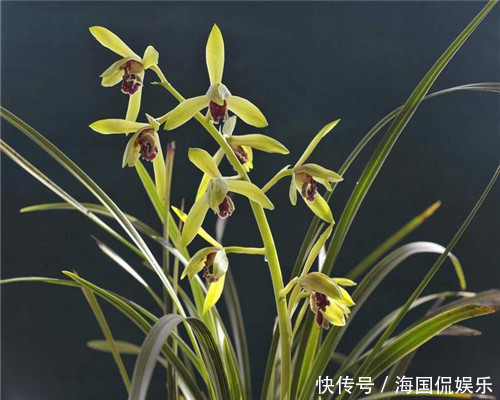 养花|兰花该如何安全度夏教你夏季养护兰花的3个小妙招,别说没提醒