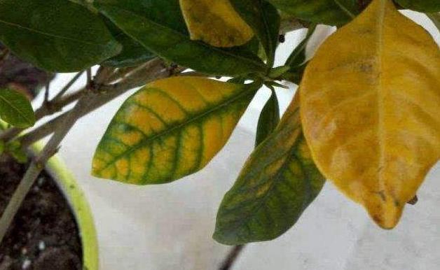 花盆里出现这“玩意”，啥花都“活不长”，看看你的有没有