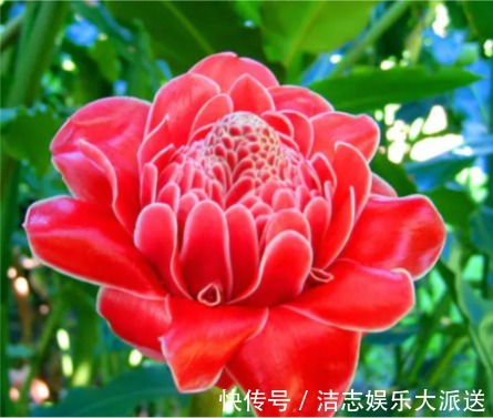 富贵籽|家里要养“3种花”,开花吉祥又喜庆,时来运转,越过越富裕有钱