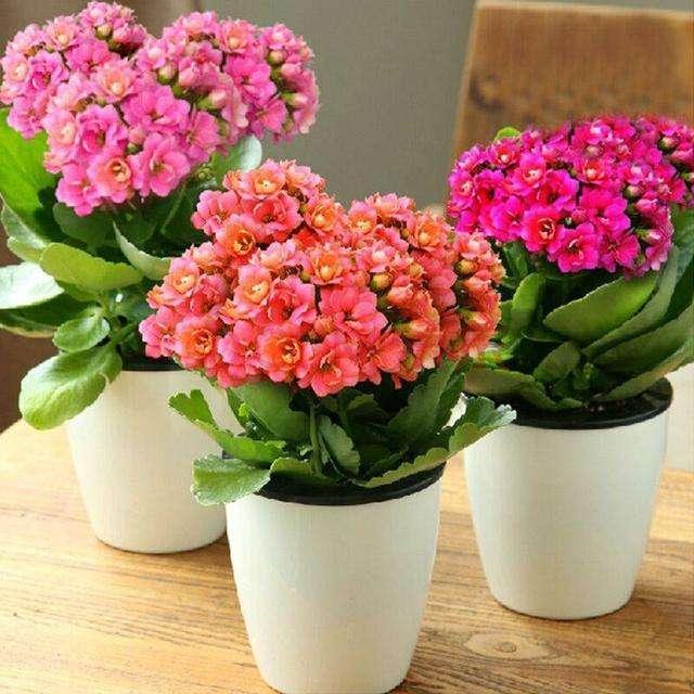 养花不开花,盆里缺了“它”,只浇一点点,飞快开花,刹不住闸