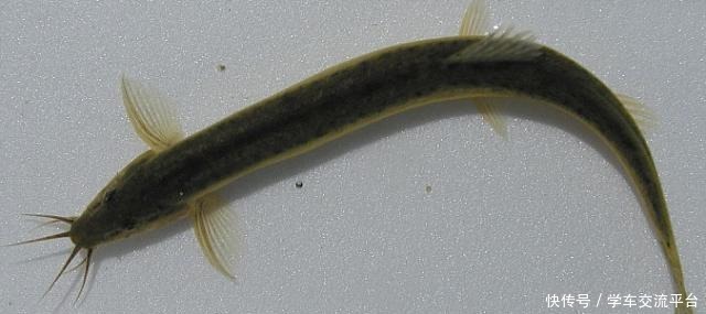 有了它,鱼缸不怕食物残渣留抵,不怕底床腐臭,能观赏又实用!