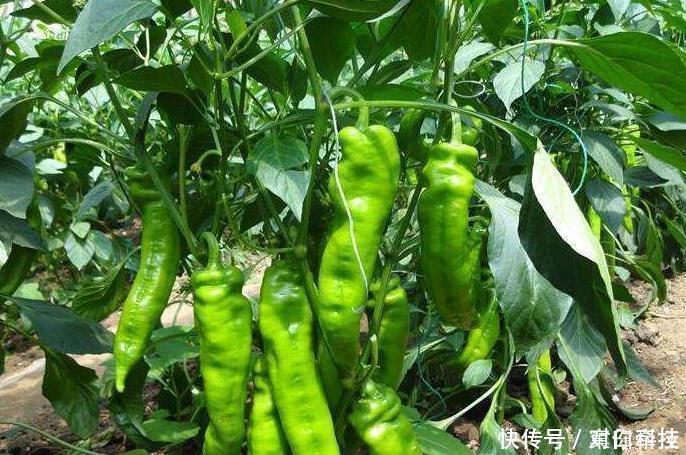 辅助治疗|常吃青椒的人，身体不会差，但切忌与一物同食，却有很多人不清楚