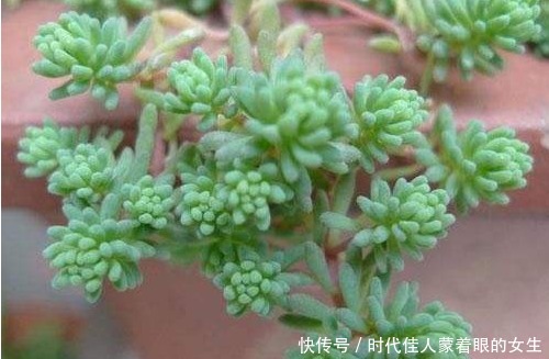 懒人阳台养多肉,就选这几款,叶子肥美还治愈,比露养的还惊艳