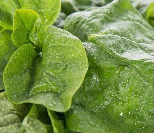 疥癣|专家讲解常吃以下3种野菜，清热解毒、降压保肝，还能润泽皮肤