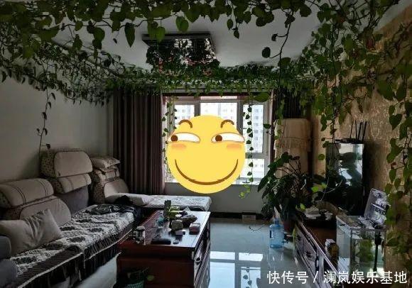 3个月后才回家,家里的花疯了,墙缝、房顶都爬满!