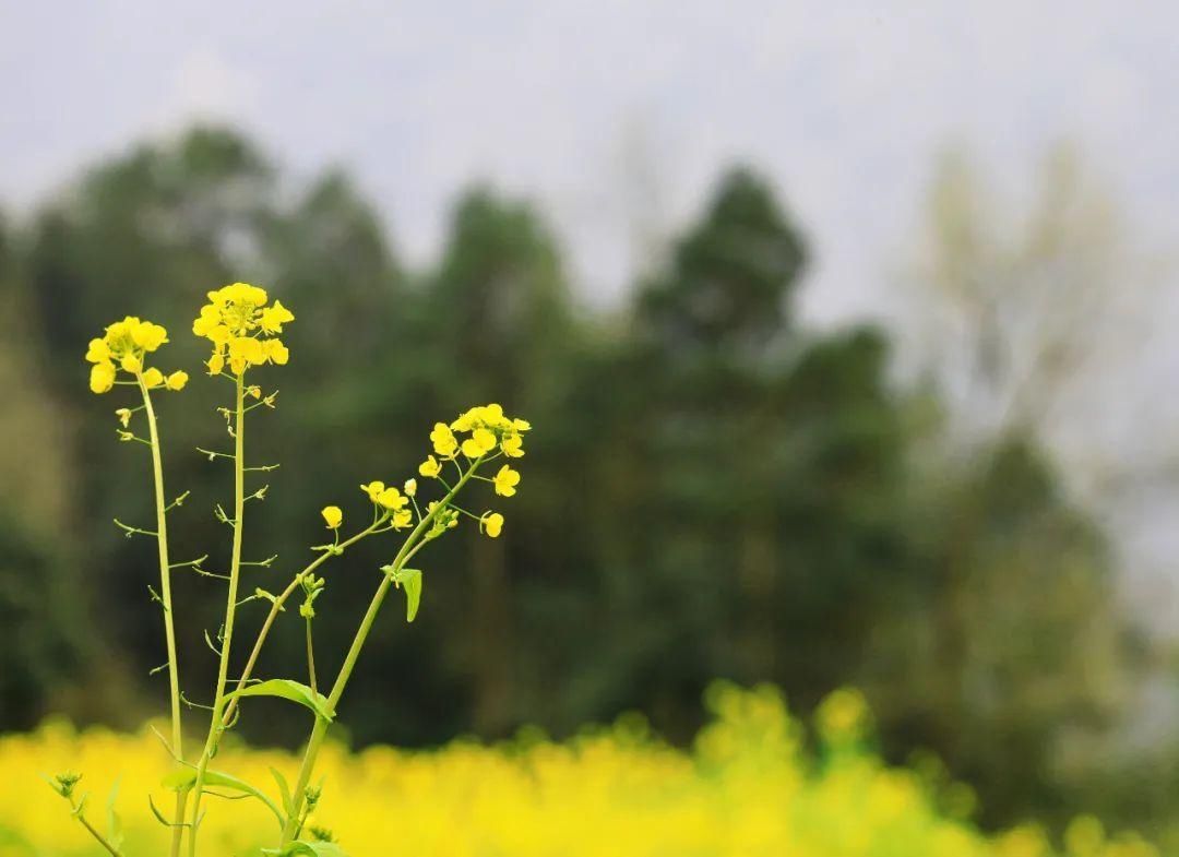 中年|草长莺飞二月天里，赴一场春日的花宴