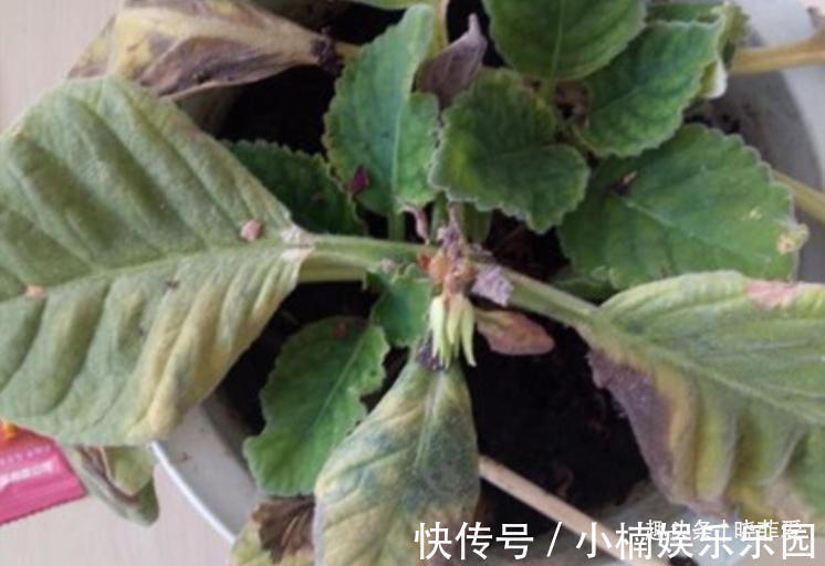 容易被水浇死的“14种花”，手太勤反而养不活