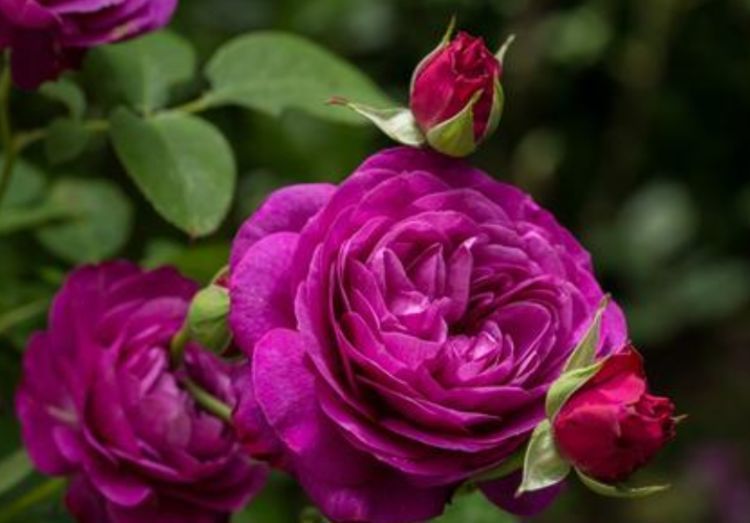 喜欢|喜欢菊花,就养盆“玫瑰精品”王子,柔美高雅,一次开爆