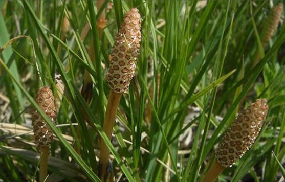 老中医|农民眼里的“缺德草”,却是老中医最喜欢的止血草,了解一下