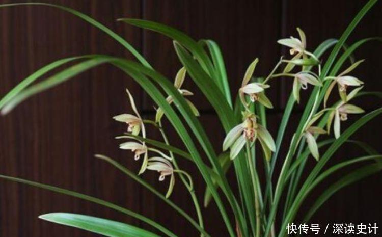 冬天已到,几款花卉养在家里,养护简单又漂亮