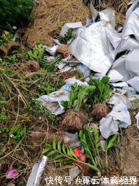 回家|垃圾桶里一堆“贵货”花,丢人也要捡,带回家就开花