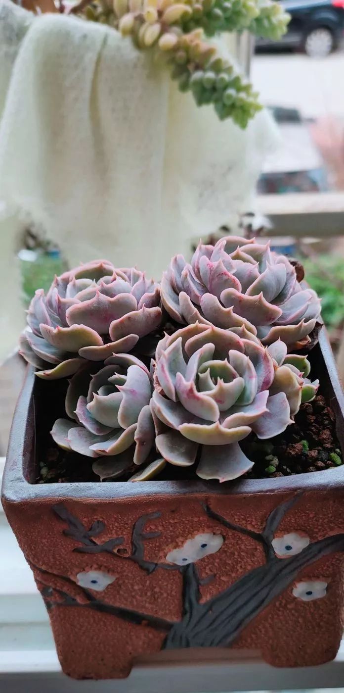 爱自己、爱家人、爱生活、爱多肉,因为有爱我便无惧风浪!