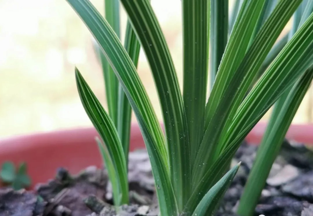 兰友|买回来的兰花,种植前只需要注意这几个细节,很容易就能成活