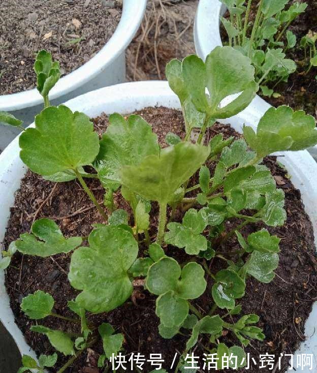 4种“漂亮花”,炎热夏天里,一浇一个死,管住手,花满头!