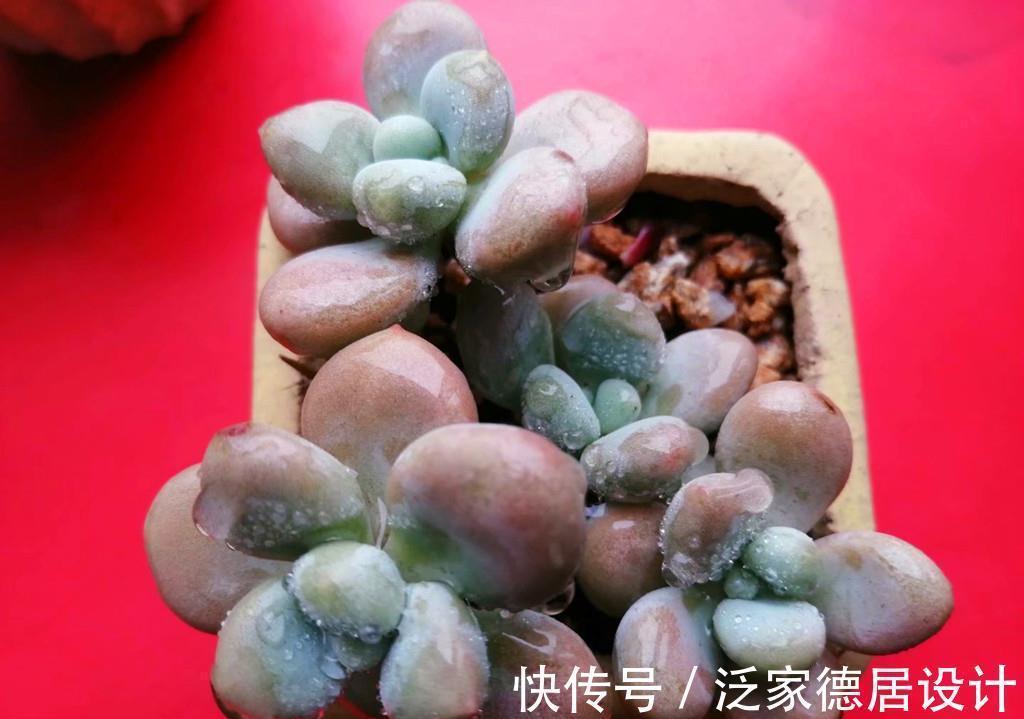 一众多肉中,桃蛋是心中最痛,因为真难养,还好有这些品种取代它