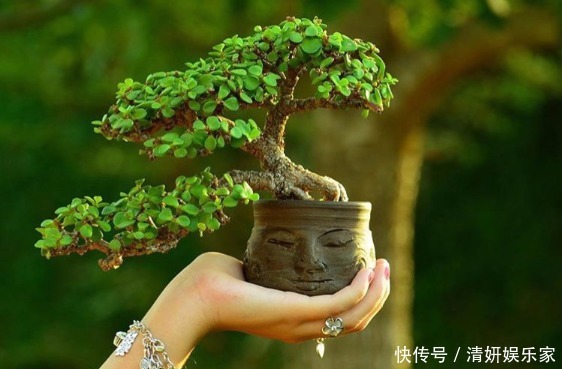 君子兰|什么富贵竹、发财树都不如养“4种”花,旺财又镇宅,越养越值钱