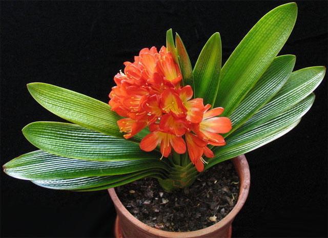 君子兰吃点“补药”,半个月看花箭蹿出来,还能预防烂根