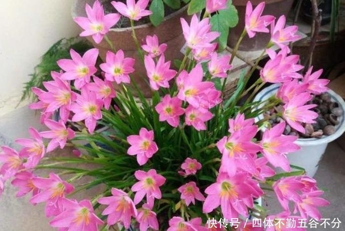 香气浓郁的几款花，全年开花不停，花色艳丽，花开枝繁叶茂