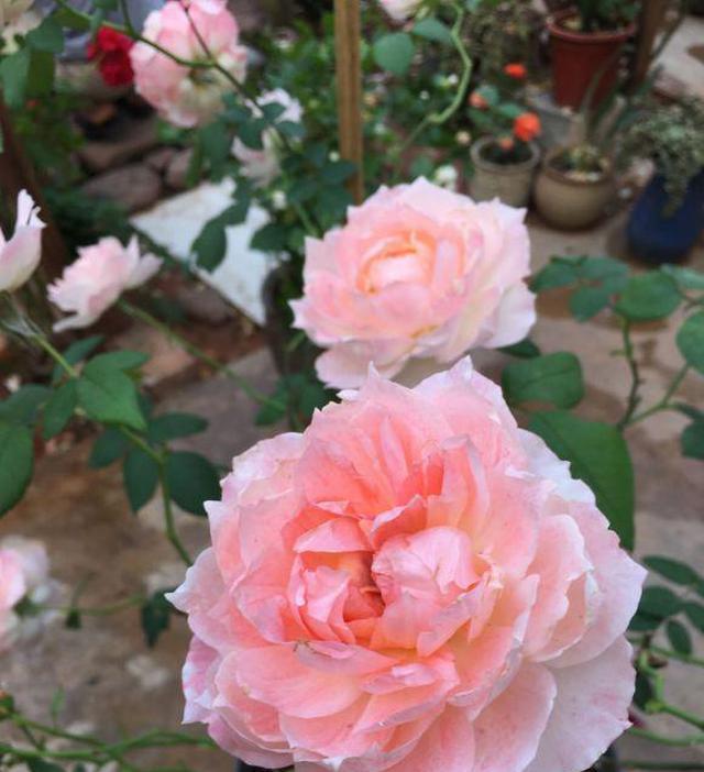 月季花是“肥篓子”,老花农教你巧用肥,新笋猛长,花苞猛开