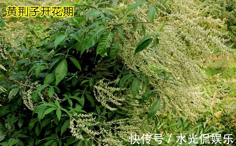 枕头|山上摘点这玩意塞枕头,比荞麦皮养生多了,一挨枕头就睡得香甜!