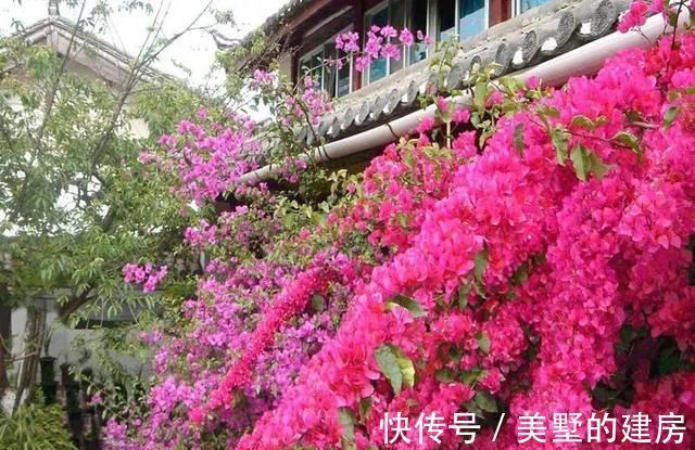 品种|懂花的人,钟爱4种花,开花容易爆,简单好打理