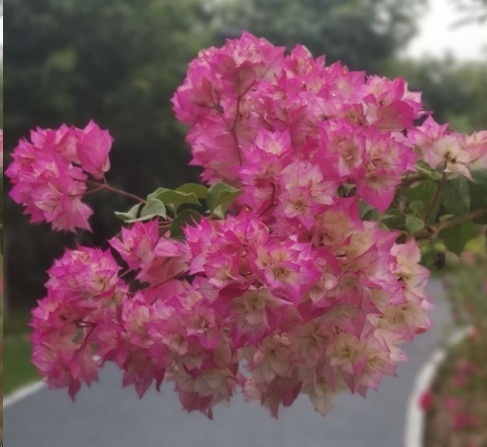 光照|7种一年四季开花的植物，阳台养一盆，天天有花看！