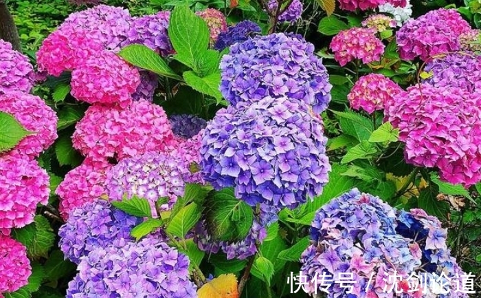 春季绣球长新芽,现在要做“5件事”,才能开花又大又漂亮