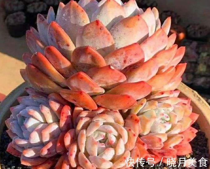 美女|6款美女多肉,颜值高好养护,总有一款深得你心