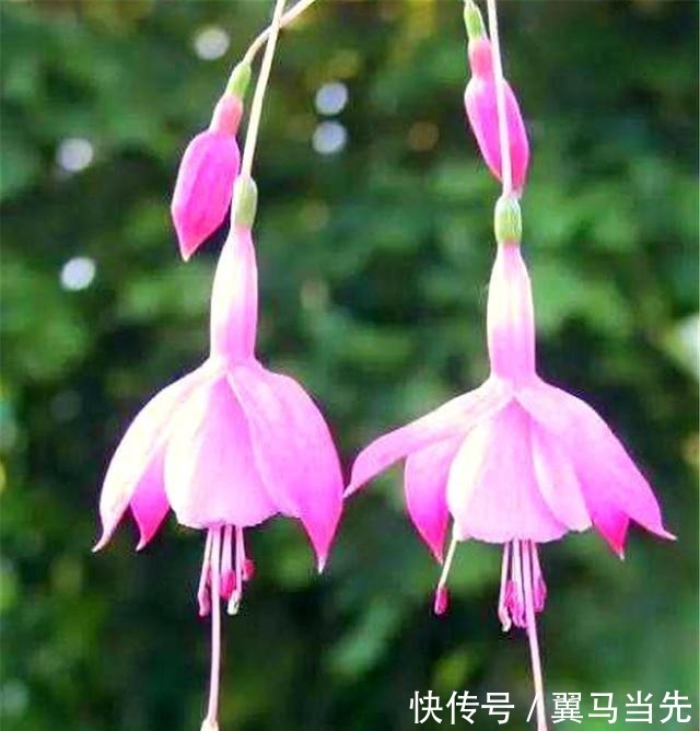 别养长寿花君子兰了,室内养花就选它,四季开花,过年挂满红灯笼