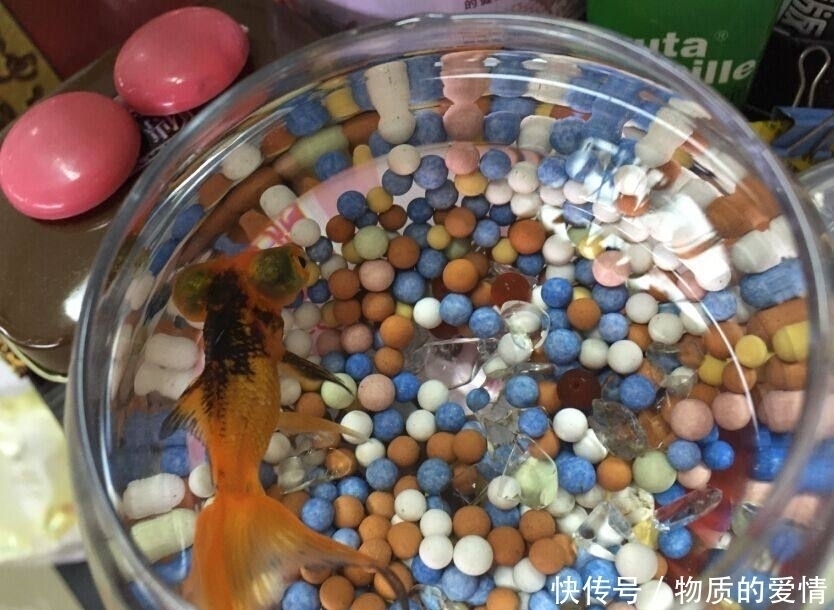 金鱼|6个超级奇葩的冷知识，日本吃西瓜爱撒盐，你知道么？