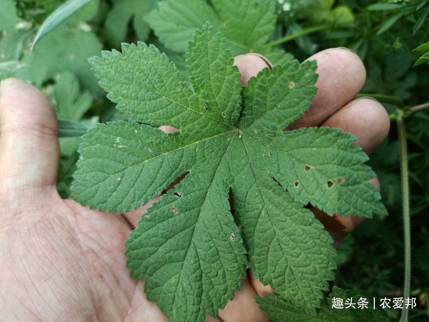 多年生|农村常见的野草，农村人对它是又爱又恨，这究竟是为什么呢