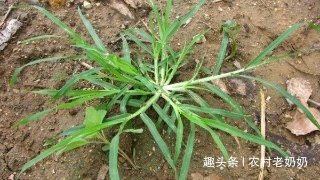 牛筋草|提个醒在路边看到此草,莫忽略了,记得拔回家,现在知道还不晚