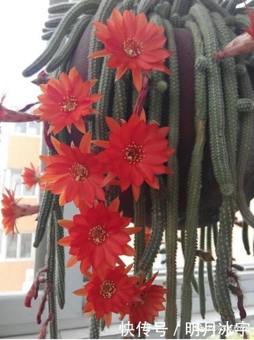 3种花儿“死不了”,花期特别长,一开几个月,是盆栽佳品!