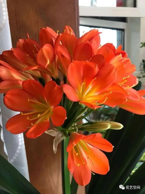 春暖花开,赶紧给这3种花换个土,加点料,三月过后疯了长!